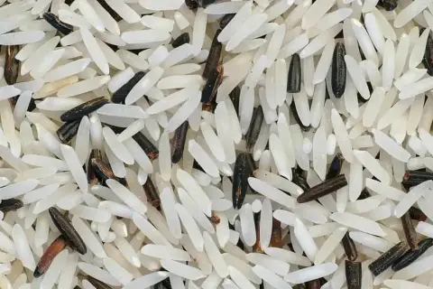 Czy ryż basmati nadaje się do risotto? Oto, co musisz wiedzieć